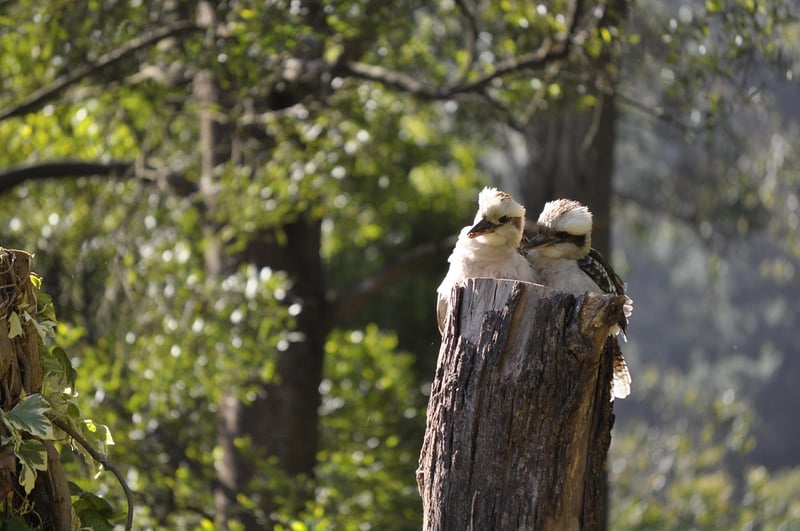 Whispering Secrets